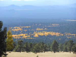 Aspen trees view