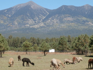 mountain view llama 