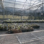 greenhouse crop plant tea 