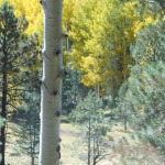 tree aspen
