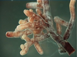 Mycorrhizal_root_tips_(amanita)