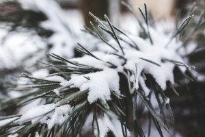 cold-snow-nature-winter-medium