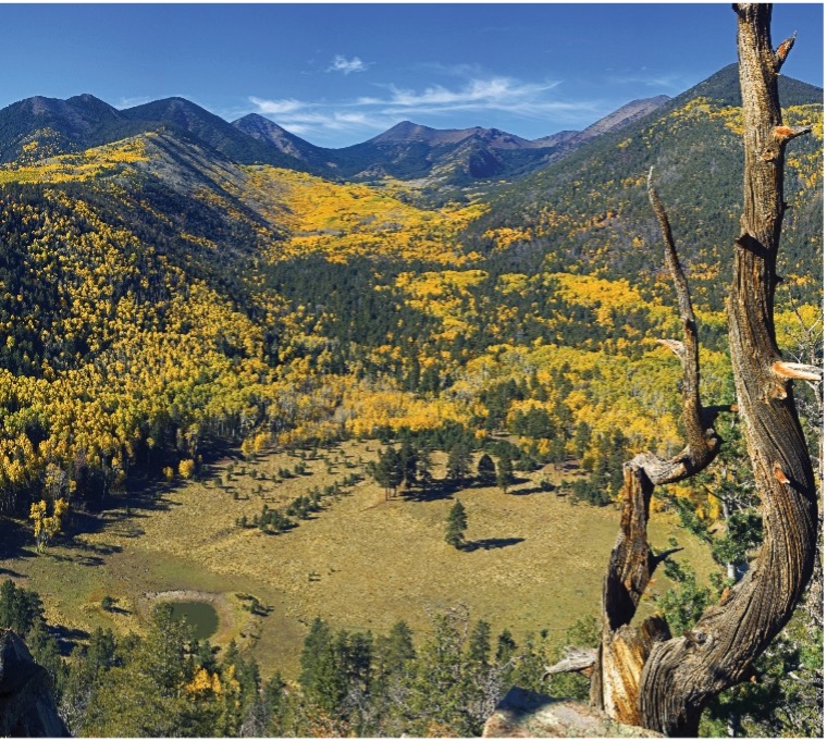 Best Five Places to See Flagstaff's Fall Colors - Flagstaff Business News