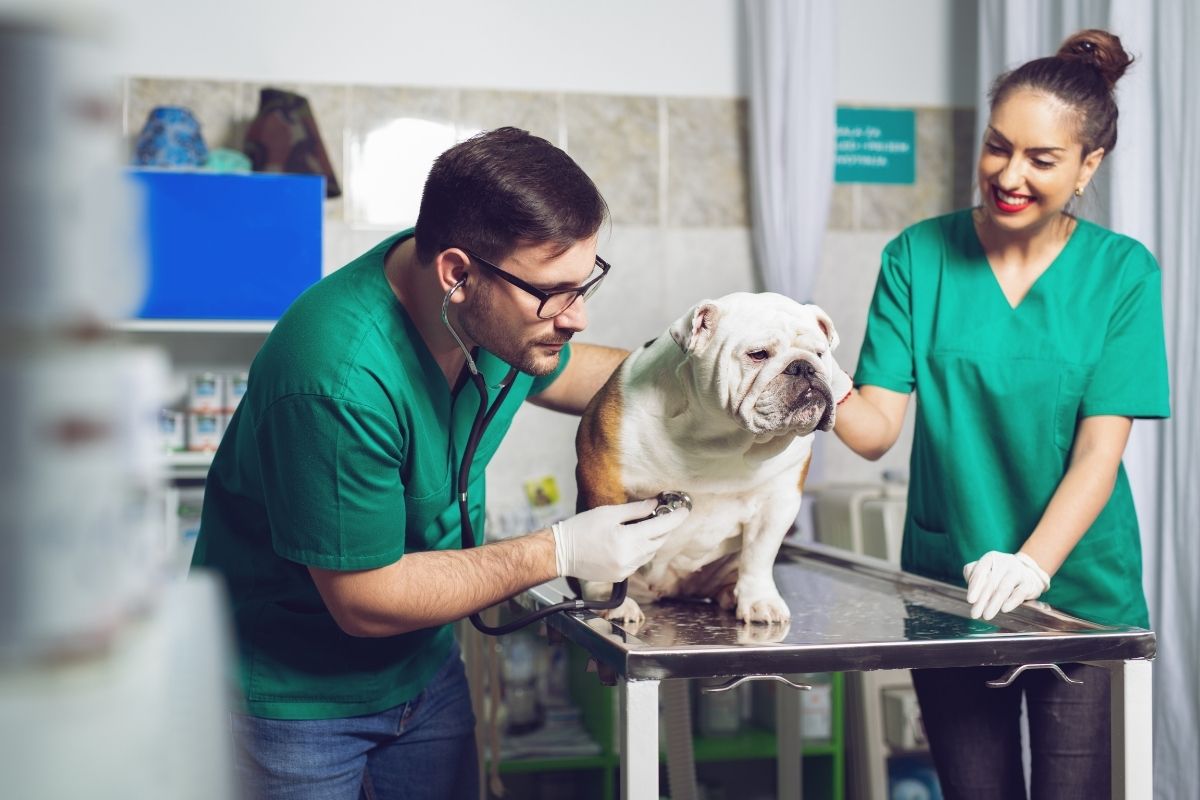 Safety Hazards Veterinary Practices Should Avoid